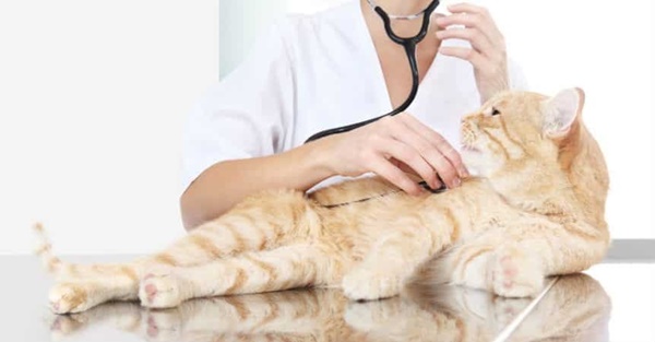 Một bác sĩ thú y giỏi sẽ khám tổng quát cho mèo như thế nào? - Bệnh viện  Thú Y Thi Thi TP HCM