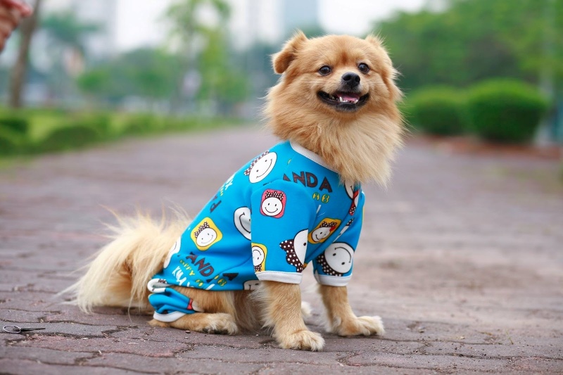 Chọn quần áo cho chó chuẩn không cần chỉnh - Bệnh viện Thú Y Thi Thi TP HCM
