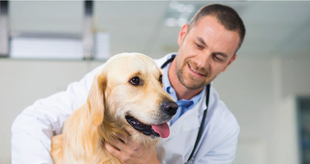 bac-si-thu-y-bat-mi-cac-benh-thuong-gap-o-cho