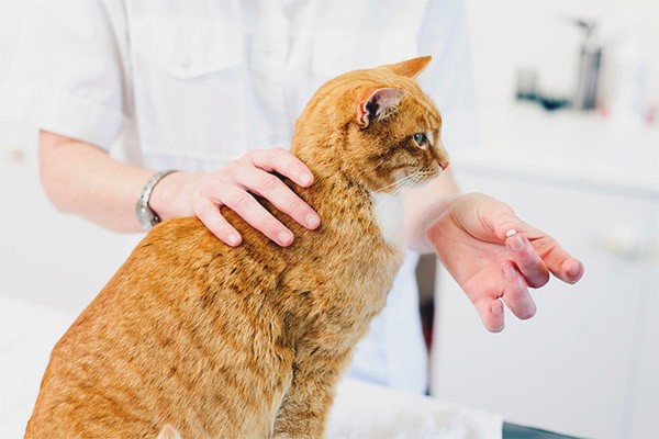 bi-quyet-giup-cho-meo-cua-ban-uong-thuoc-mot-cach-de-dang