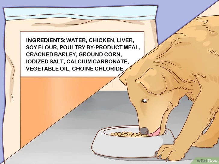 cach-de-cham-soc-cho