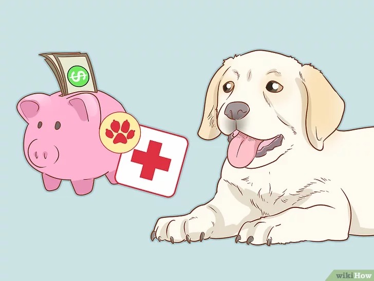 cach-de-cham-soc-cho10