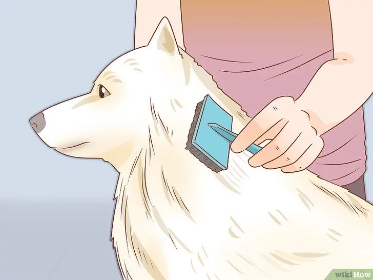 cach-de-cham-soc-cho11