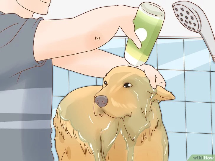 cach-de-cham-soc-cho12