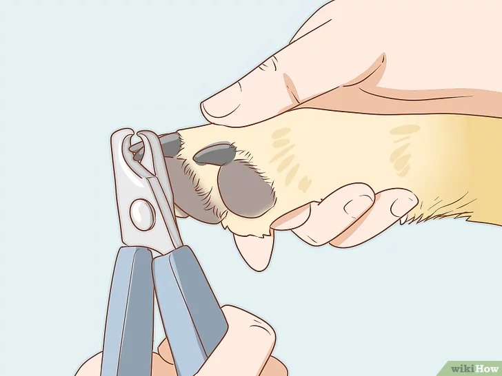 cach-de-cham-soc-cho13