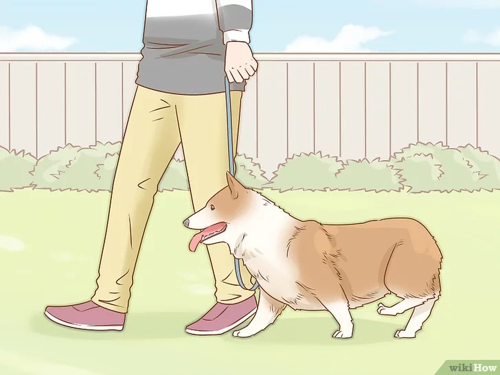 cach-de-cham-soc-cho14