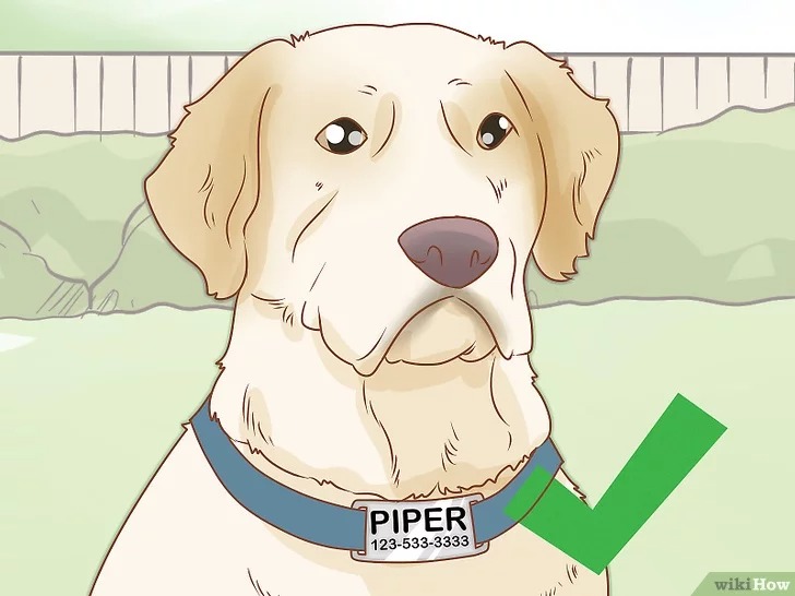 cach-de-cham-soc-cho18