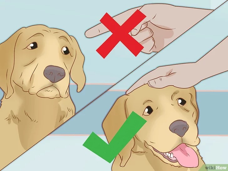 cach-de-cham-soc-cho18