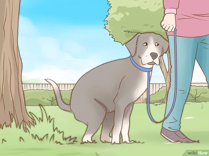 cach-de-cham-soc-cho20