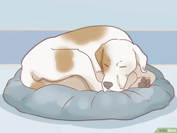 cach-de-cham-soc-cho21