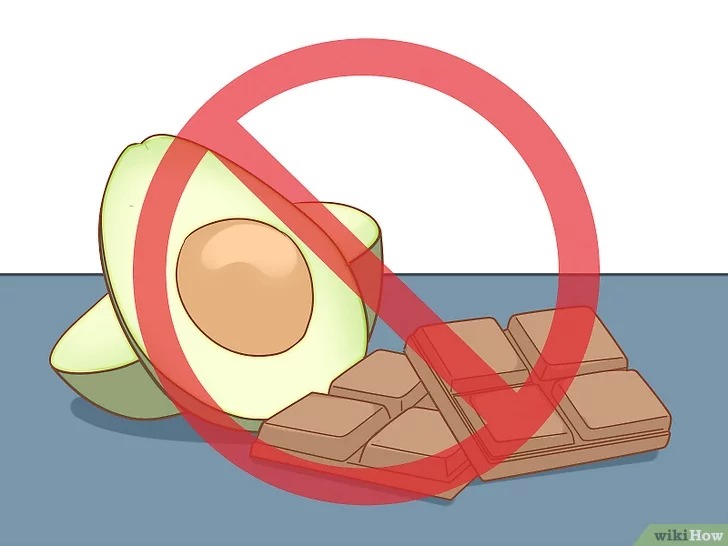 cach-de-cham-soc-cho3