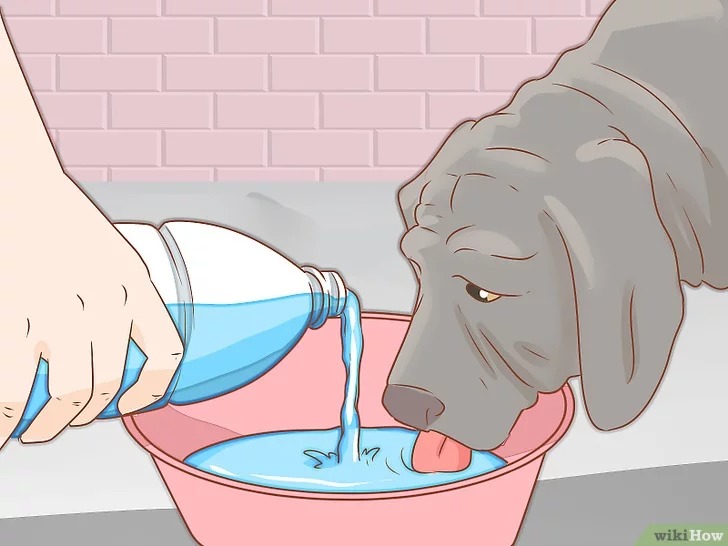 cach-de-cham-soc-cho4