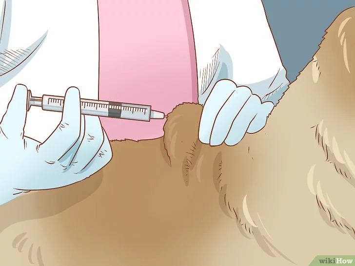 cach-de-cham-soc-cho6