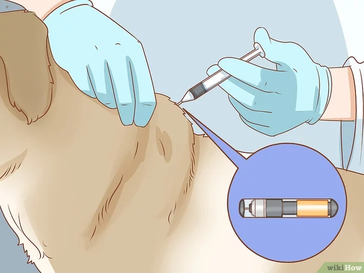 cach-de-cham-soc-cho7