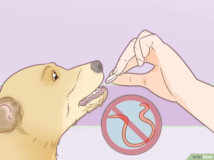 cach-de-cham-soc-cho8