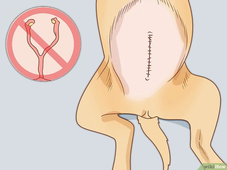 cach-de-cham-soc-cho9