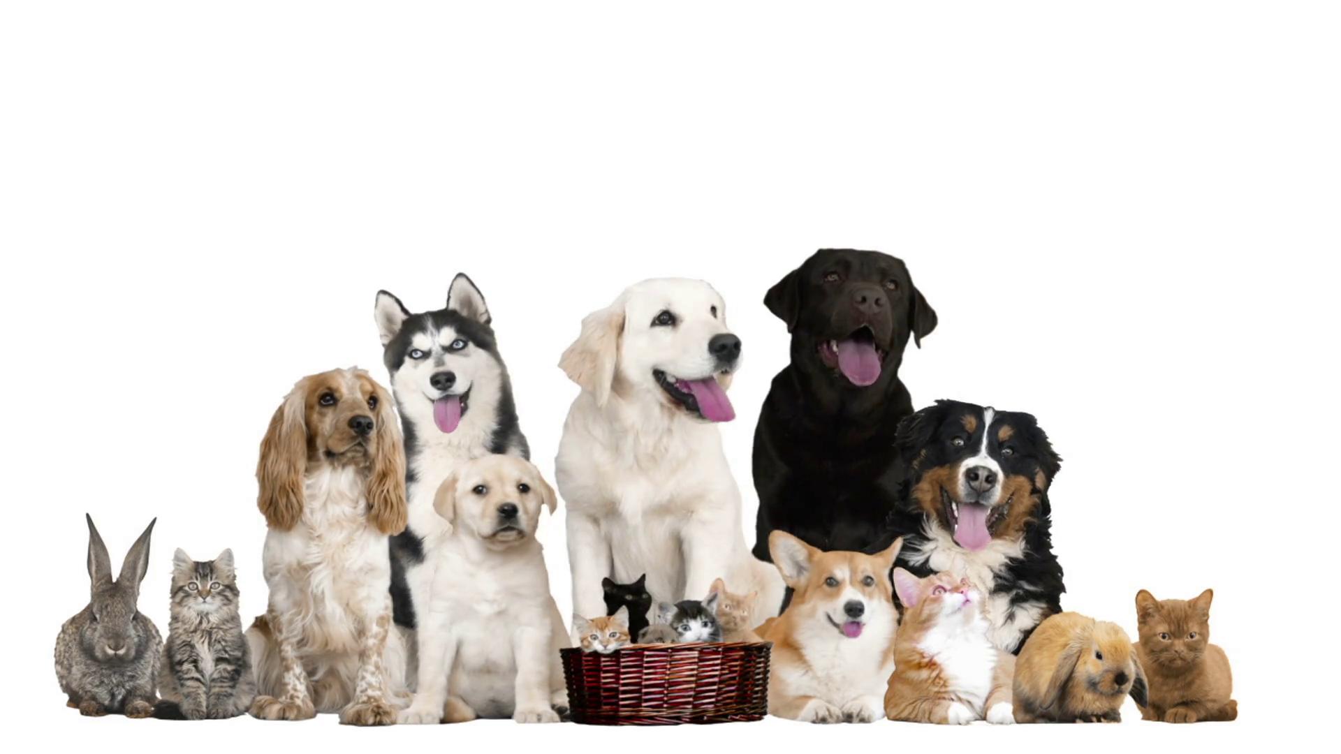 dia-diem-danh-cho-cac-thu-cung-khi-bi-benh-tai-tp-hcm2