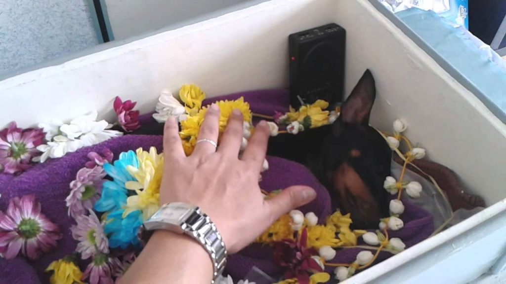 nhung-dieu-can-biet-khi-mai-tang-thu-cung-tai-thithi-pet