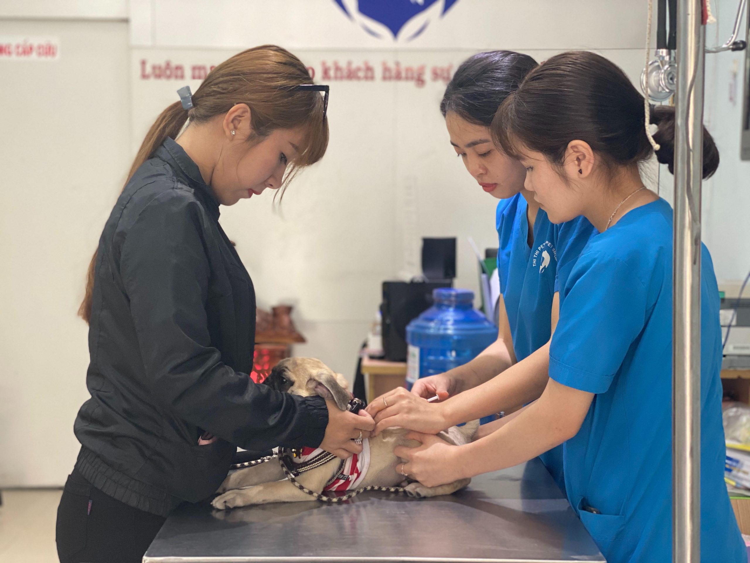 nhung-yeu-to-ma-bac-si-thu-y-can-co