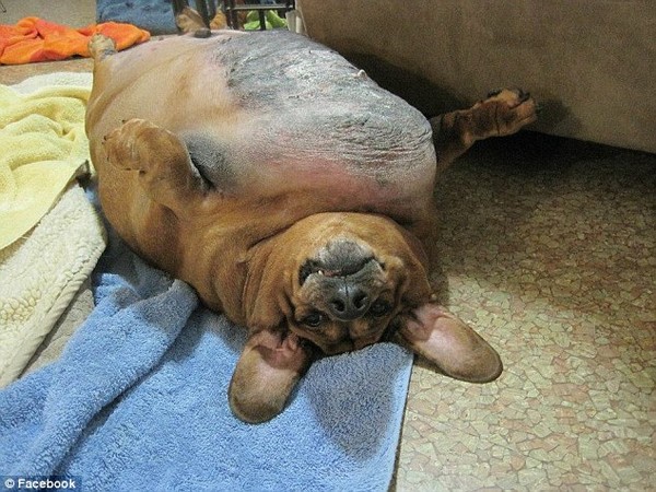 Sus pies no tocan el suelo porque su barriga es demasiado grande, el perro obeso hace reír a todos - Hospital Veterinario Thi Thi, Ciudad Ho Chi Minh