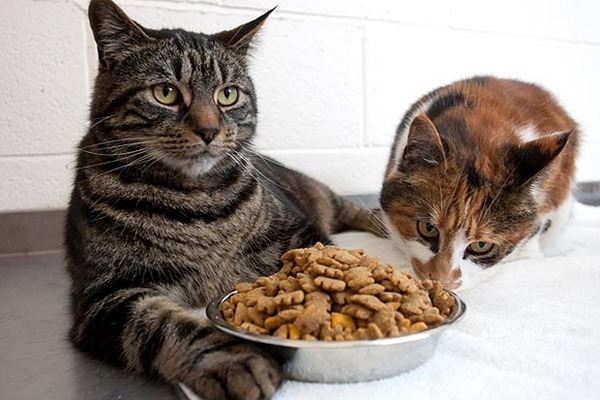 Những loại thức ăn cho mèo ngon bổ rẻ - Bệnh viện Thú Y Thi Thi TP HCM