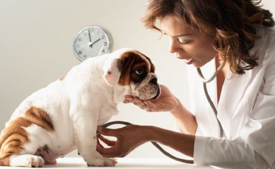 6 bí quyết chăm sóc thú cưng luôn khoẻ mạnh - Bệnh viện Thú Y Thi Thi TP HCM
