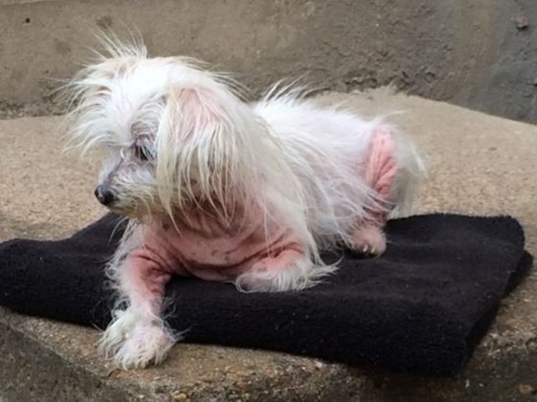 bat-mi-cach-chua-dut-diem-benh-ghe-tren-cho-cung-cua-ban