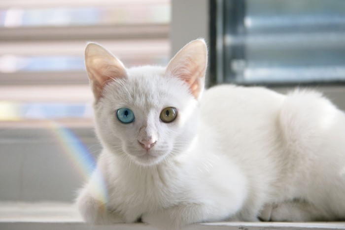 What is the spiritual significance of cats with two-colored eyes?
