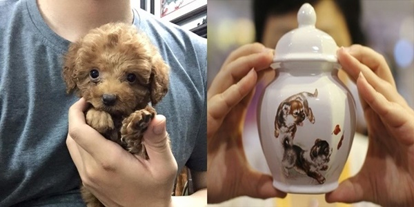 tim-hieu-ve-dich-vu-hoa-tang-cho-meo-o-tp-hcm