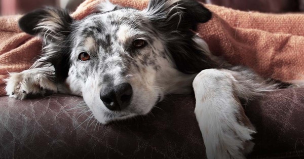 4-benh-cho-thuong-mac-phai-vao-mua-thu-va-cach-dieu-tri3