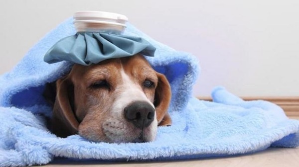 cach-nhan-biet-va-phong-ngua-mot-so-benh-thuong-gap-o-cho-cung