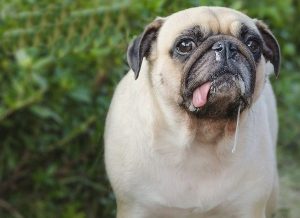 cho-van-co-the-bi-so-mui-nhu-nguoi