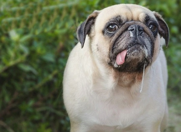 cho-van-co-the-bi-so-mui-nhu-nguoi