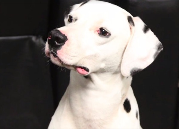 chu-cho-bi-lac-may-man-duoc-tram-cuu-hoa-cuu-mang