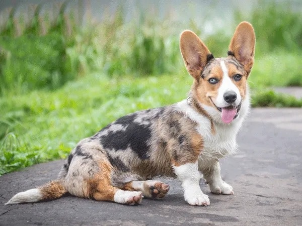 kien-thuc-giup-ban-cham-soc-cho-sau-khi-phoi-giong2