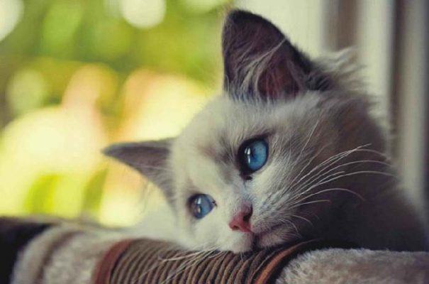 meo-bi-stress-do-dau-va-cach-xu-ly-ban-can-phai-biet2