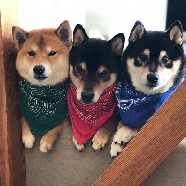 nhung-diem-dac-biet-cua-nhung-chu-cho-shiba-inu-nhat-ban3