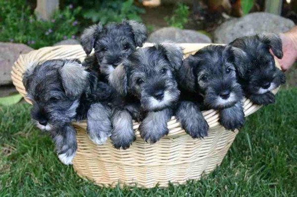 nhung-thong-tin-dang-chu-y-ve-loai-cho-schnauzer