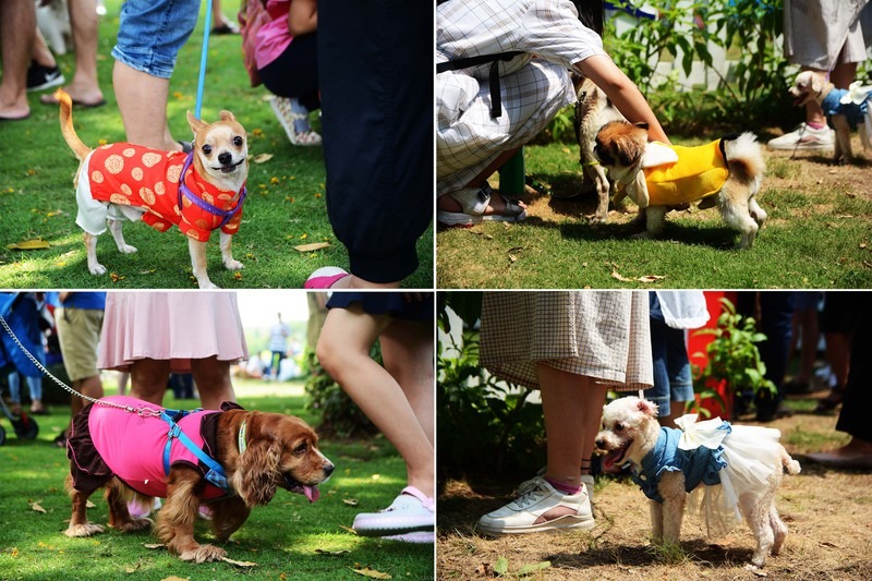 phong-kham-thu-y-thi-thi-cung-cap-dich-vu-kham-chua-benh-cho-thu-cung-tai-quan-10