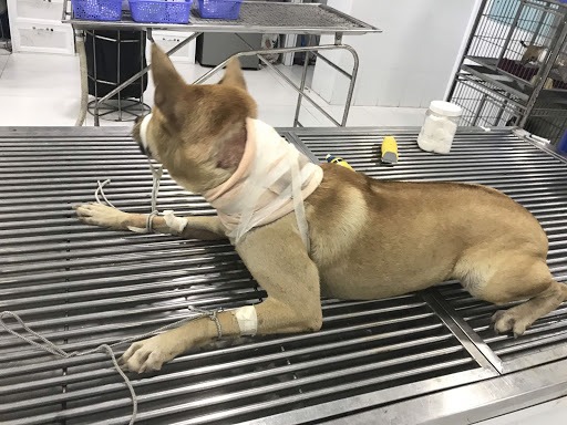 phuong-phap-dieu-tri-benh-u-nang-bieu-bi-o-cho