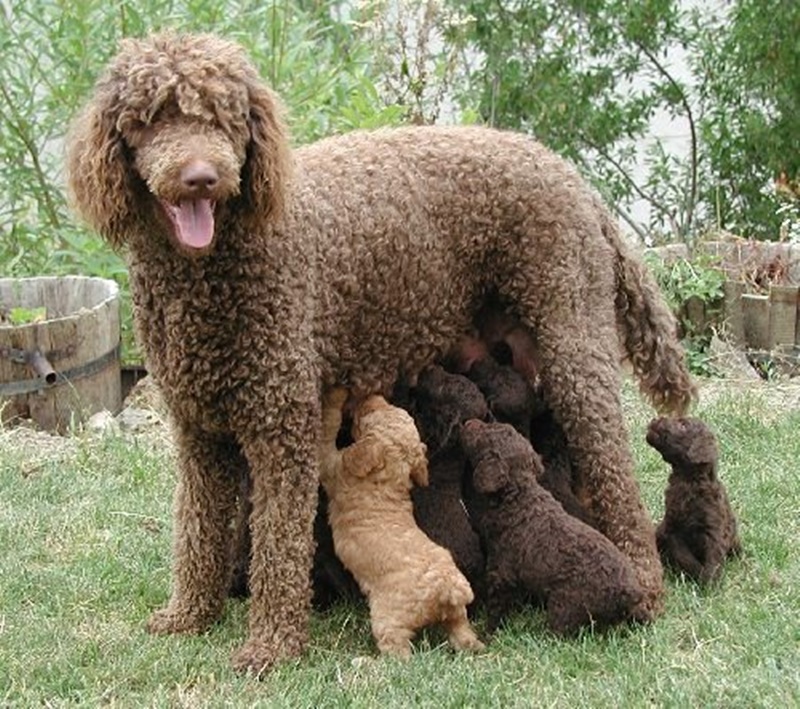 Tất tần tật những đặc điểm cơ bản của chó Poodle - Bệnh viện Thú Y Thi ...
