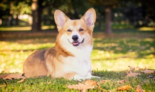 tat-tan-tat-nhung-dieu-ban-can-biet-de-cham-soc-cho-corgi