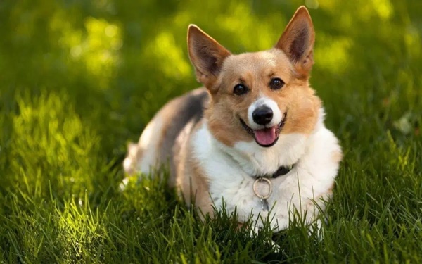 tat-tan-tat-nhung-dieu-ban-can-biet-de-cham-soc-cho-corgi2