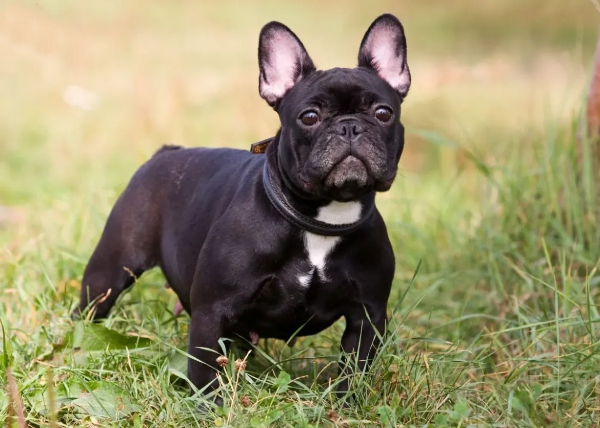 tim-hieu-dac-diem-cua-cho-pug-va-cho-bull-phap3