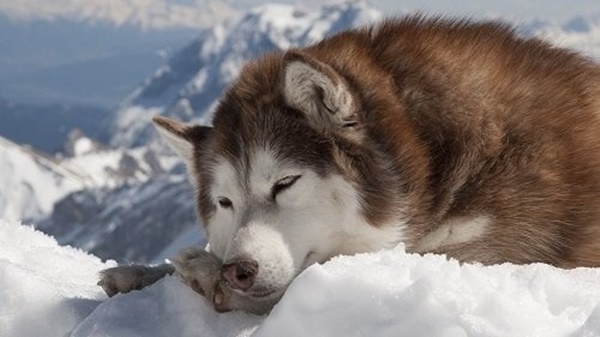 tim-hieu-ve-dac-diem-cua-loai-cho-alaska