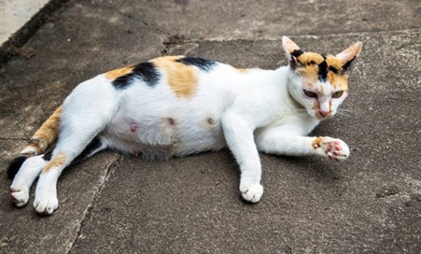 3-dau-hieu-giup-ban-phat-hien-meo-cung-cua-minh-co-mang-thai-hay-khong