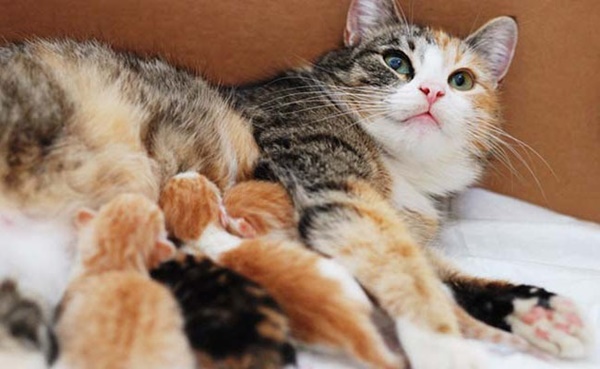 3-dau-hieu-giup-ban-phat-hien-meo-cung-cua-minh-co-mang-thai-hay-khong3