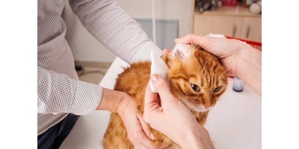 cach-cham-soc-tai-meo-luon-sach-se2