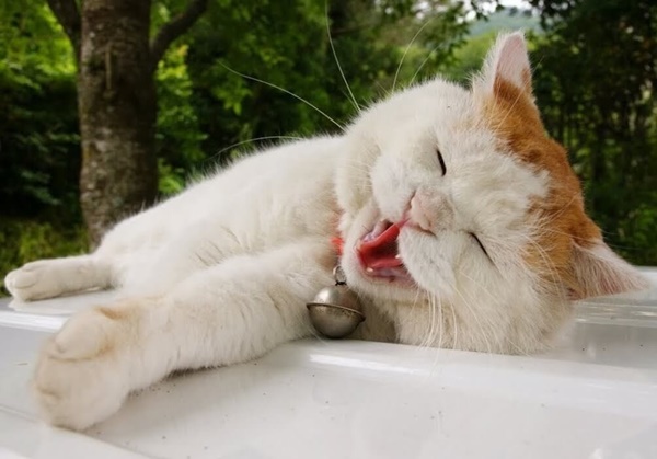 meo-bi-tieu-chay-can-xu-ly-nhu-the-nao-de-chung-mau-khoi-benh2