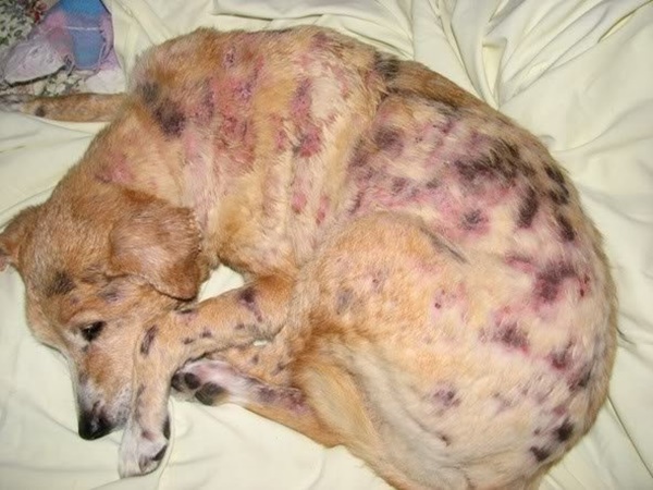 Nguyên nhân gây bệnh xà mâu ở chó và cách điều trị - Bệnh viện Thú Y Thi Thi TP HCM